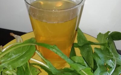 Acqua di Cicoria