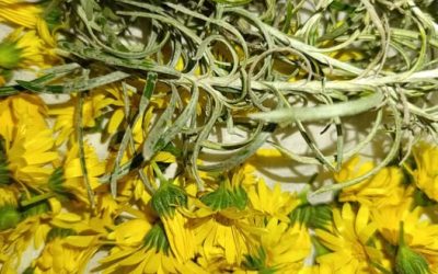 Raccolta di Calendula ed Elicriso