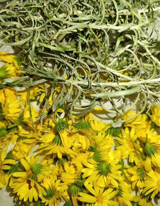 Raccolta di Calendula ed Elicriso